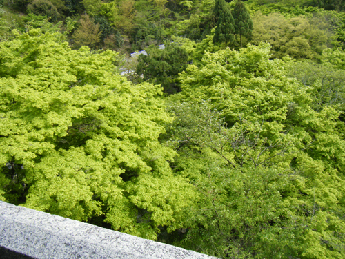 清水寺の森の高画質画像