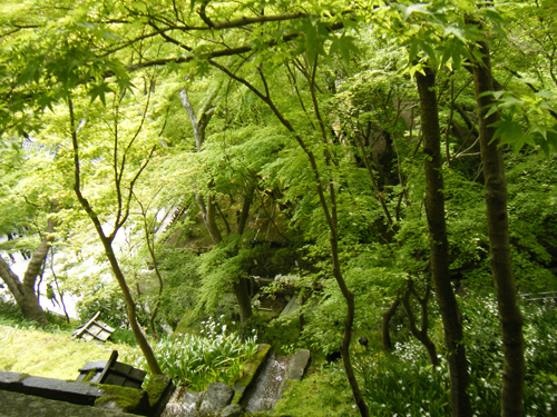 京都の森の高画質画像