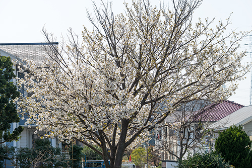 桜・サクラの花 22の高画質画像