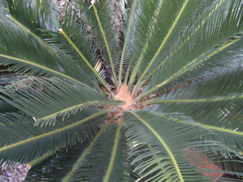 ギザギザ葉の植物 3の高画質画像