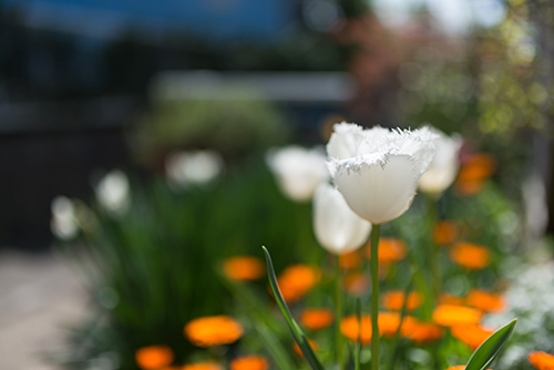 花壇の白いチューリップの高画質画像