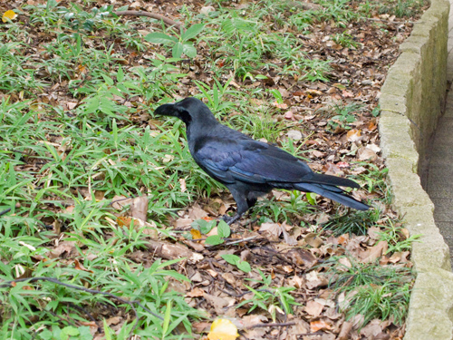 カラス 8 フォトスク 無料のフリー高画質写真素材画像