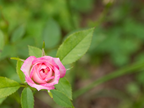 ピンクの薔薇 1 フォトスク 無料のフリー高画質写真素材画像