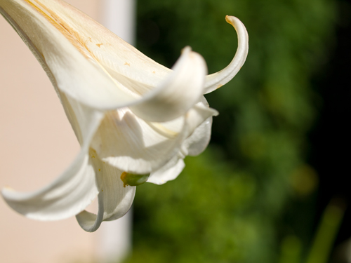 ユリ フォトスク 無料のフリー高画質写真素材画像