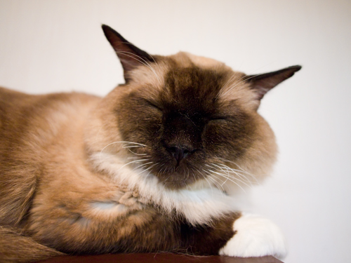 眠り猫 3の高画質画像