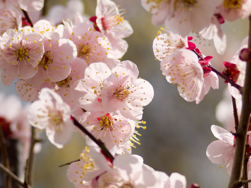 桜 3の高画質画像