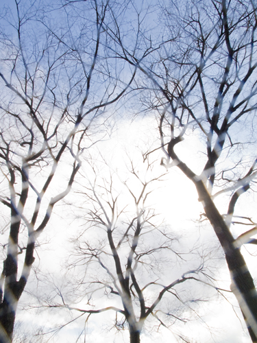 木と青空の高画質画像
