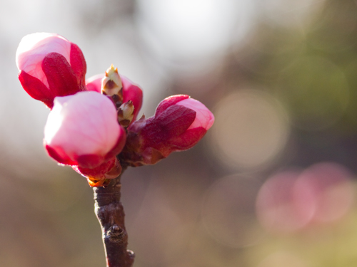 桜の蕾の高画質画像