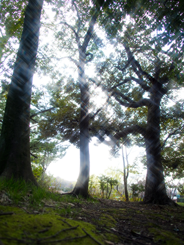 反射光の木 1の高画質画像