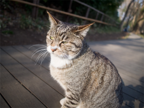 猫 6 フォトスク 無料のフリー高画質写真素材画像