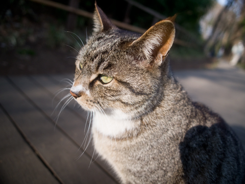 猫 フォトスク 無料のフリー高画質写真素材画像