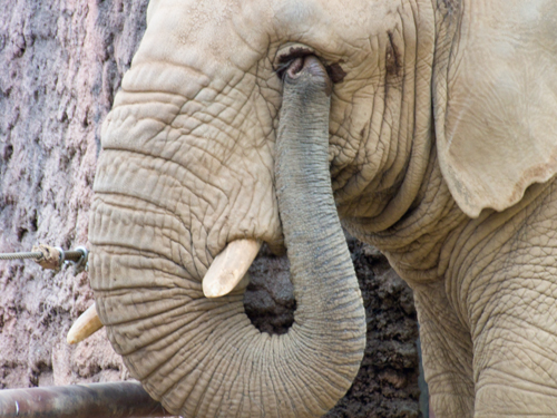 アフリカゾウ 7 フォトスク 無料のフリー高画質写真素材画像