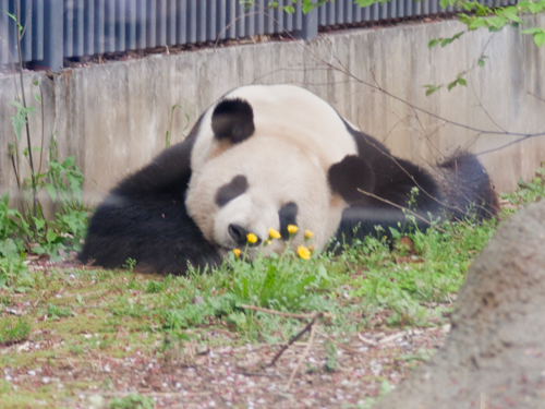 シンシン・リーリー、上野動物園のパンダ 1の高画質画像