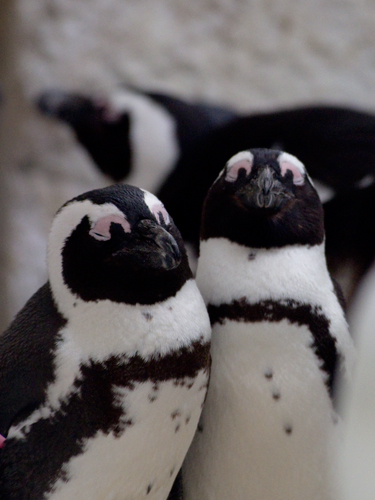ケープペンギン 4 フォトスク 無料のフリー高画質写真素材画像