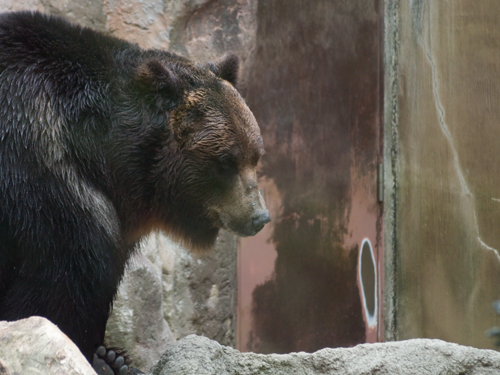 熊 フォトスク 無料のフリー高画質写真素材画像