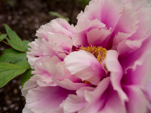 牡丹の花 2 フォトスク 無料のフリー高画質写真素材画像