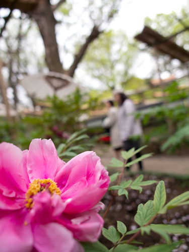 牡丹の花 フォトスク 無料のフリー高画質写真素材画像