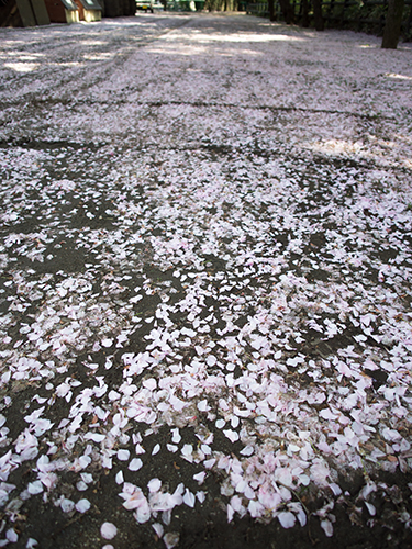 馬事公苑の桜 11の高画質画像