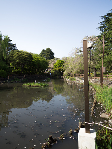 日本庭園の白鳥、馬事公苑 13の高画質画像