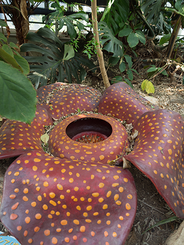 ラフレシアの作り物 植物園 フォトスク 無料のフリー高画質写真素材画像