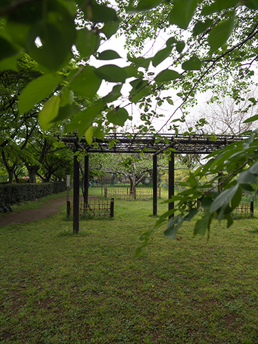 小石川植物園 7の高画質画像