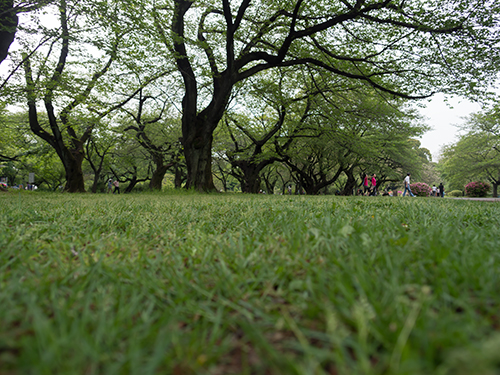 小石川植物園 12の高画質画像