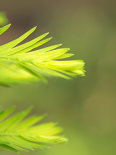 葉、小石川植物園 3の高画質画像