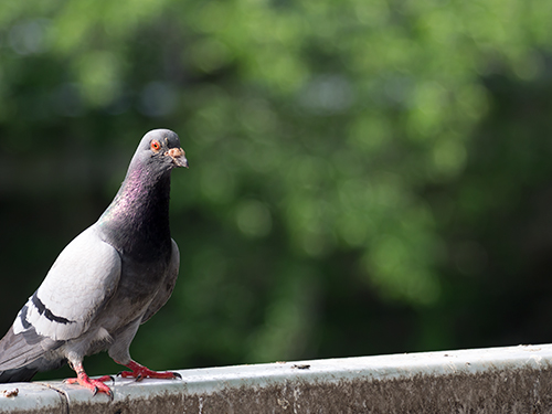 鳩 15 フォトスク 無料のフリー高画質写真素材画像