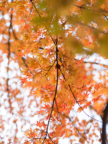 秋の紅葉 6の高画質画像