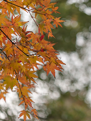 秋の紅葉 11の高画質画像