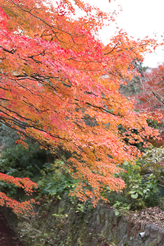 秋の紅葉 15 フォトスク 無料のフリー高画質写真素材画像