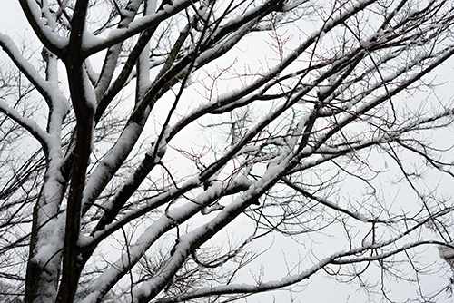 雪が積もった木 1の高画質画像