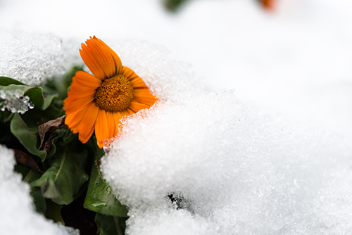 雪が積もった花の高画質画像