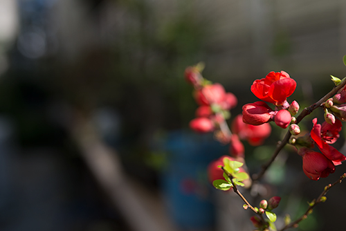 ボケ (木瓜) の花 2の高画質画像