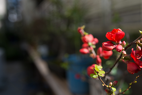 ボケ (木瓜) の花 3の高画質画像