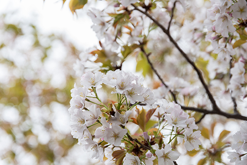 桜・サクラの花 11の高画質画像
