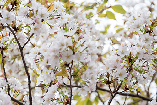 桜・サクラの花 14の高画質画像