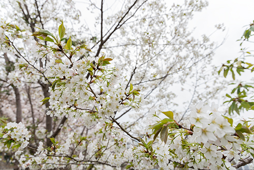 桜 サクラの花 19 フォトスク 無料のフリー高画質写真素材画像