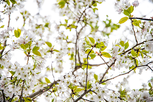 桜・サクラの花 21の高画質画像