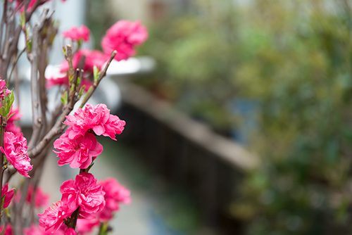 桃の花 フォトスク 無料のフリー高画質写真素材画像