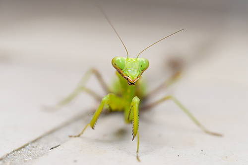 カマキリ 3 フォトスク 無料のフリー高画質写真素材画像