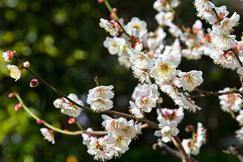 桜・サクラの花 27の高画質画像
