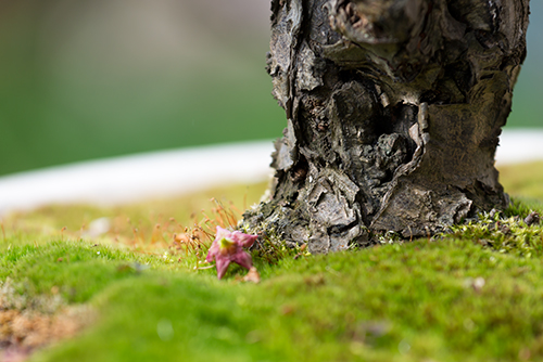盆栽の苔 フォトスク 無料のフリー高画質写真素材画像
