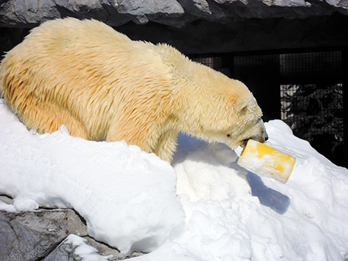 ホッキョクグマ 旭山動物園 6 フォトスク 無料のフリー高画質写真素材画像