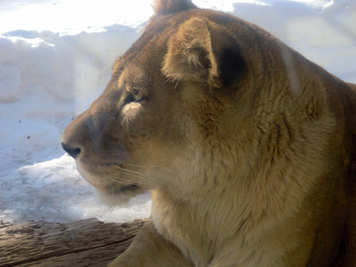 ライオン 旭山動物園 フォトスク 無料のフリー高画質写真素材画像