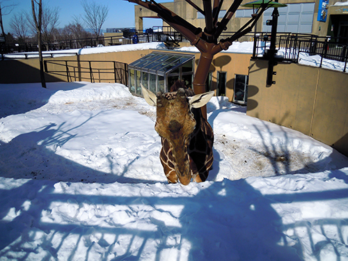 キリン、旭山動物園 1の高画質画像