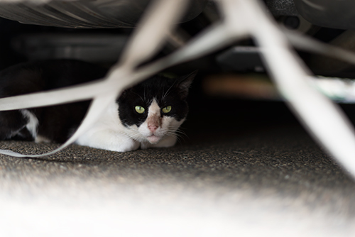 車の下に隠れた猫 フォトスク 無料のフリー高画質写真素材画像