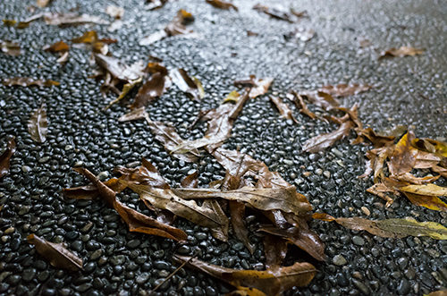 雨の日の落ち葉 1 フォトスク 無料のフリー高画質写真素材画像