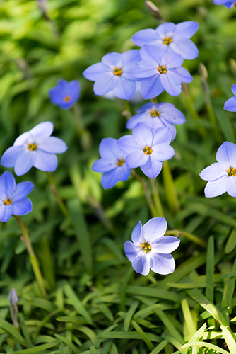 お庭の花 3 フォトスク 無料のフリー高画質写真素材画像