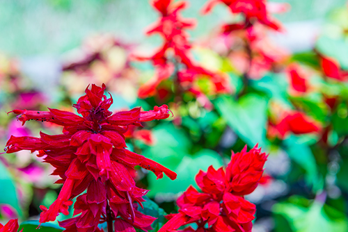 お庭の赤色の花 3の高画質画像